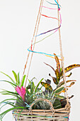 Hanging basket with various houseplants, decorated with colored cords