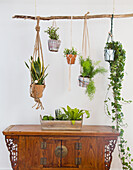 Macramé plant hanger with green houseplants over antique wooden chest of drawers