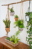 Hanging houseplants in macramé flower pots
