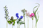 Flower tableau: phlox, grasses, delphinium, raspberry sprig and viper's bugloss