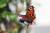 Schmetterling Pfauenauge auf Verbene
