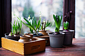 Hyazinthenknospen (Hyacinthus) und Schneeglöckchen (Bellis) auf Holztisch