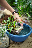 Watering a houseplant, Tillandsia (Tillandsia), in a blue plastic bowl