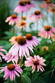 Echinacea 'Summer Cocktail' in pink-apricot