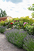 Flowering roses (Rosa) and lavender (Lavandula) line a gravel path and a wooden bridge