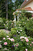 Rosenbüsche in verschiedenen Farben vor einem Hauseingang