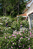 Two people working in the garden surrounded by flowering rose bushes