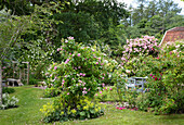 Romantischer Garten mit blühenden Rosenstöcken und Sitzgelegenheit