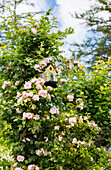 Wild rose entwines a bird house in the garden
