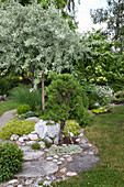 Ornamental garden with gravel path, stones and various conifers and deciduous trees