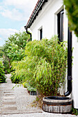 Gravel and flagstone garden path along the house with bamboo plant and downpipe