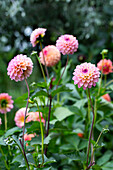 Dahlias (Dahlia) in various shades of pink and orange in the garden