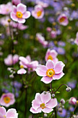 Rosa Herbst-Anemonen (Anemone hupehensis) im Garten