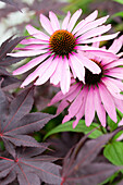 Coneflower (Echinacea) with dark foliage in the background