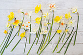 Osterglocken (Narcissus) unterschiedlicher Sorten auf Holzuntergrund, Freisteller