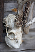Tierknochen an einer Holzhütte im Wald von Svartadalen, Schweden
