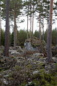 Moosbewachsener Stein im Wald von Svartadalen, Schweden