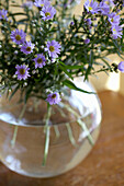 Michaelis-Gänseblümchen in Vase auf Tischplatte in Rye, Sussex