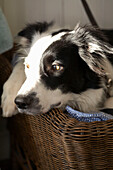 Sunlit dog in dog basket