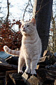 Katze auf einem Stapel Brennholz