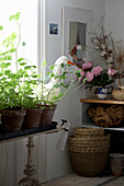Geraniums on plant stand under window