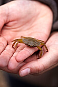 Hands holding a crab in Norfolk, UK