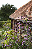 Flowering plant and tiled roof of West Sussex home, England, UK