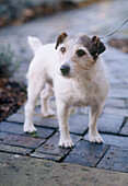 Jack Russell terrier dog