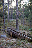 Wooden rowing boat tied to a pine tree in pine forest