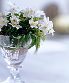 Close up of white Hellebore flowers in glass vase