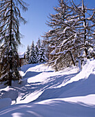 Schneebedeckte Bäume vor schweizer Chalet in den Bergen