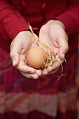 A detail of a little girls hands holding a fresh chicken egg