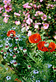 A detail of a flower border with red Papaver flowers commonly known as Poppy