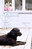 Labrador auf Terrasse liegend