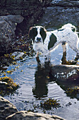 Dog standing in stream
