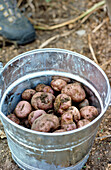 Frisch ausgegrabene rote Kartoffeln im Eimer
