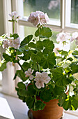 Blühende weiße Pelargonien im Topf auf der Fensterbank