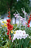 Blühende Gladiolen im Blumenbeet