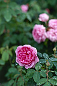 Pink rose shrubs flowers roses