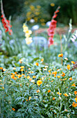 Ringelblumen und Gladiolen im Gartenbeet
