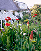 An exterior of a country house and garden Kniphofia flowers also known as Red Hot Poker