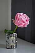Single stem pink rose in old tin Shoreham by Sea, West Sussex, UK