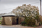 Magnolienbaum vor der Töpferei Prindl in Cornwall, UK