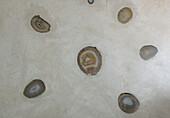 Fossilised stone set in concrete wall detail
