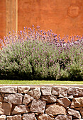 Lavendel in einem Blumenbeet oberhalb einer Trockensteinmauer