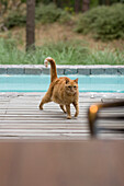 Tabby cat walks across poolside decking