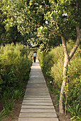 Woman walks on wooden shrub-lined wooden path