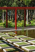 Uruguay, Grasflecken auf Teich im Garten