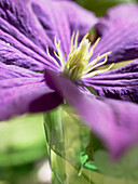 Sunlit purple clematis