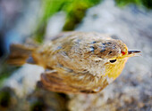 Vogel sitzt auf einer Steinmauer